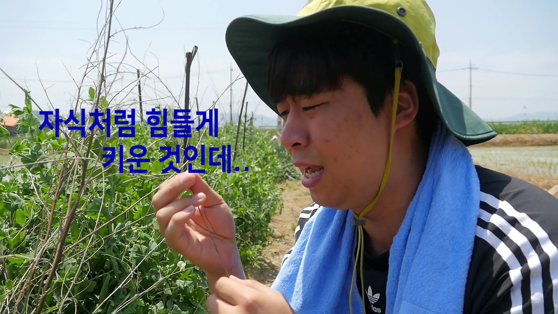 농작물 재해보험